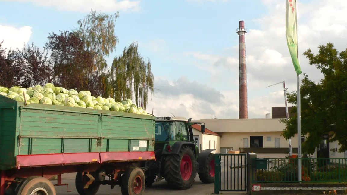 Ein Landwirt bringt seine Ernte in die Sauerkrautfabrik. Foto: wikimedia