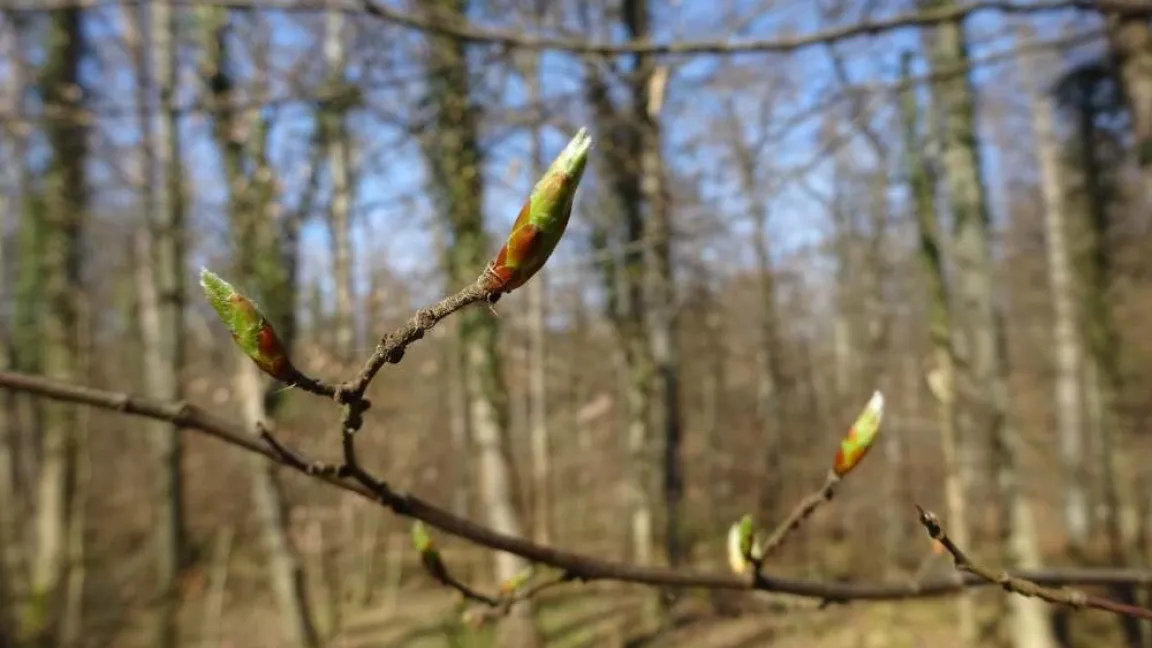 Im Frühling gibt es im Wald viel zu entdecken. Foto: PEFC Deutschland