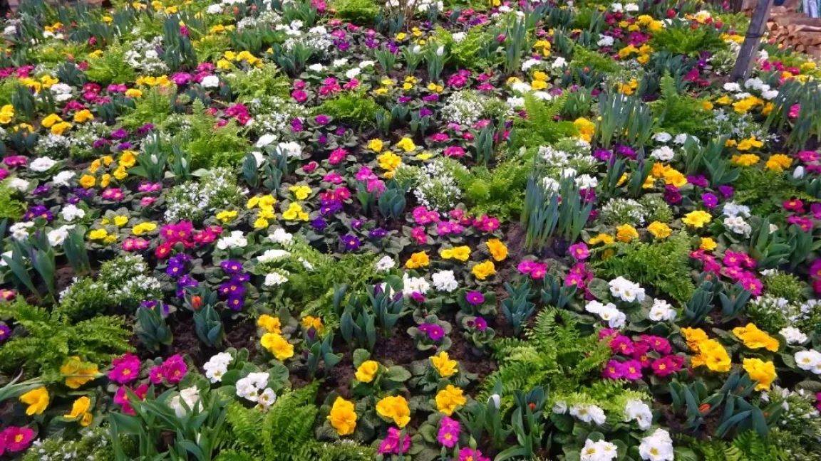 Frühling in der Stadt - bunt und vielfältig. Foto: Klaus Margraf
