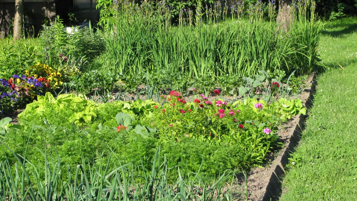 Im eigenen Garten kann Bataviasalat von Mai bis September geerntet werden. Foto: Fotolia