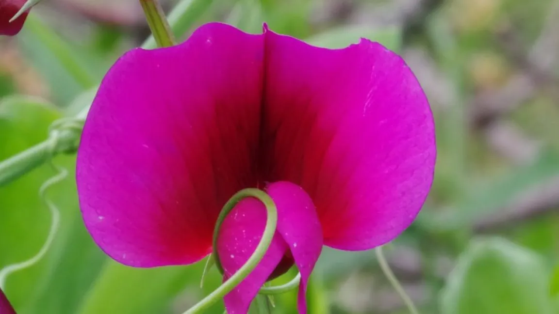 Nominiert in der Kategorie "Einjährige Pflanze": Die Gartenwicke. Foto: Helge Masch
