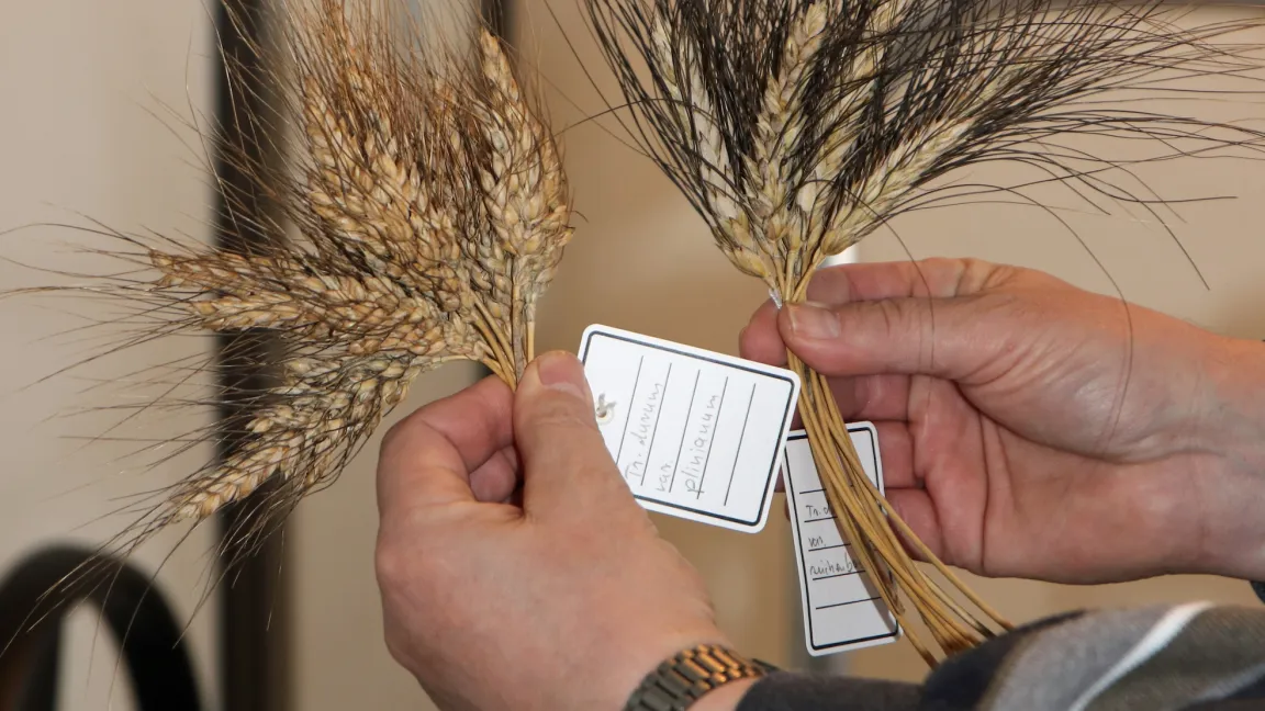 In den Botanischen Vergleichssammlungen werden Pflanzen, Samen und Früchte aufbewahrt. Hier lassen sich Wuchsformen und andere äußere Merkmale vergleichen. In der Triticum-Sammlung gibt es 28 000 Weizen-Muster, jedes repräsentiert so etwas wie eine eigene Sorte. Foto: Catrin Hahn