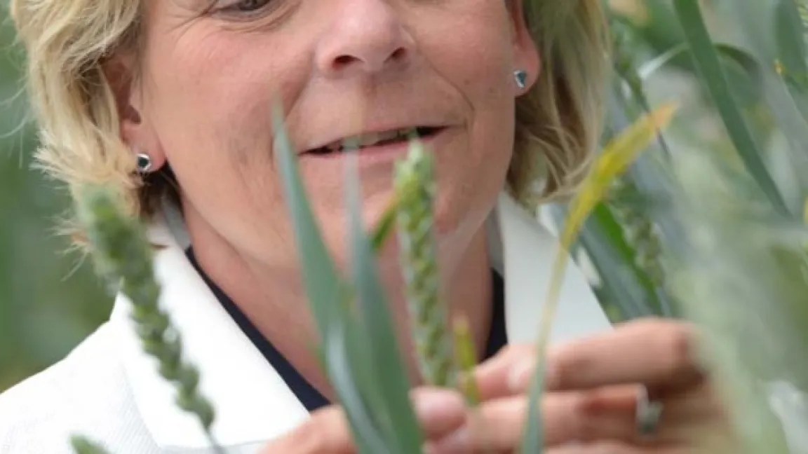 Einige Weizensorten besitzen ein Resitenzgen gegen die Orangerote Weizengallmücke, gegen die Gelbe Weizengallmücke helfen nur Insektizide. Foto: BCS