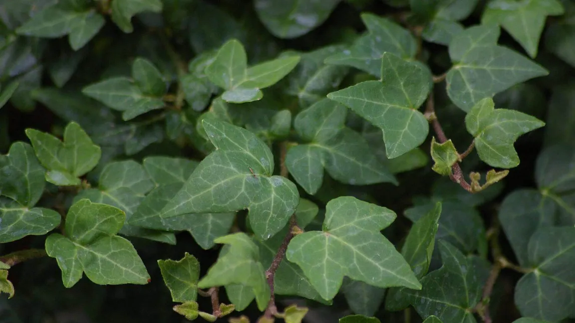 Nominiert in der Kategorie "Zimmerpflanzen": Efeu. Foto: Helge Masch