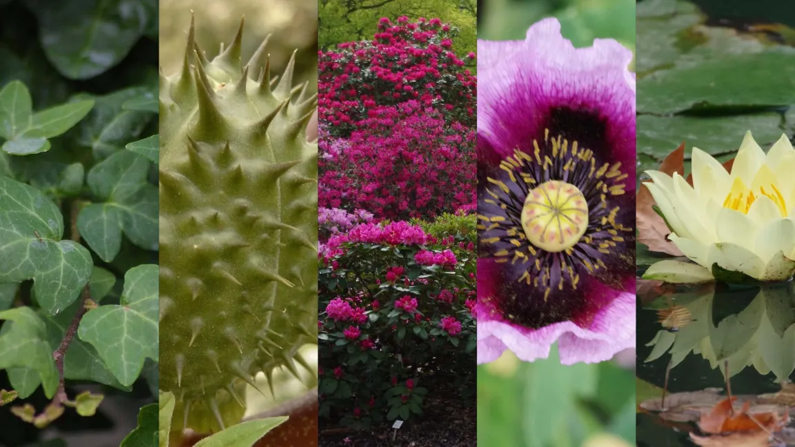 Die Kandidaten stellen sich vor. Foto: Helge Masch