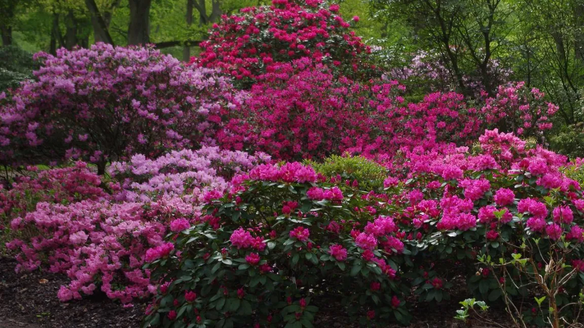 Nominiert in der Kategorie "Gehölze": Rhododendron. Foto: Helge Masch