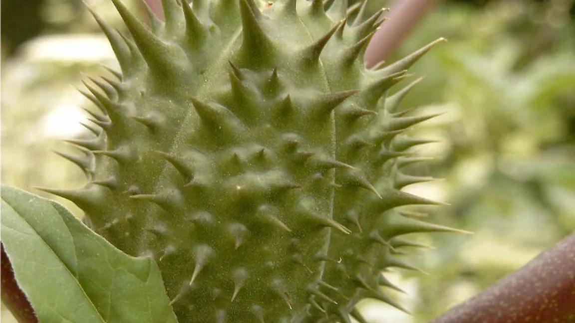 Nominiert in der Kategorie "Einjährige Pflanze":  Stechapfel. Foto: Helge Masch