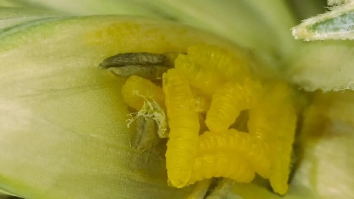 Oft treten die beiden Weizengallmücken gemeinsam auf, ein Mischbefall der Orangeroten und der Gelben Weizengallmücke (Abb.) ist nicht selten. Foto: Jörn Lehmhus, JKI