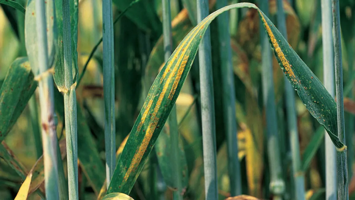 Gelbrost an Getreideblättern. Foto: Bayer CropScience