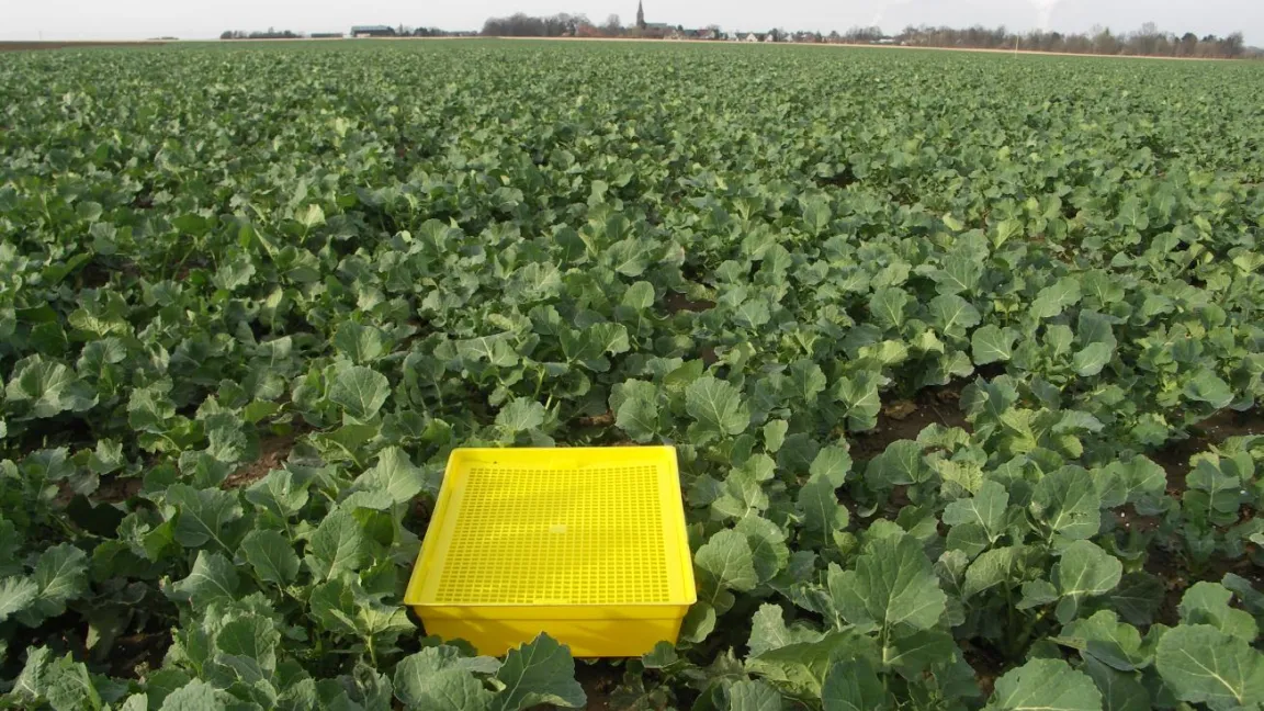 Gelbschalen, wie hier im Raps, sind jetzt auch wichtige Hilfen für Rübenanbauer. Damit ermitteln sie den Zuflug von Blattläusen. Foto: Matthias Wiedenau
