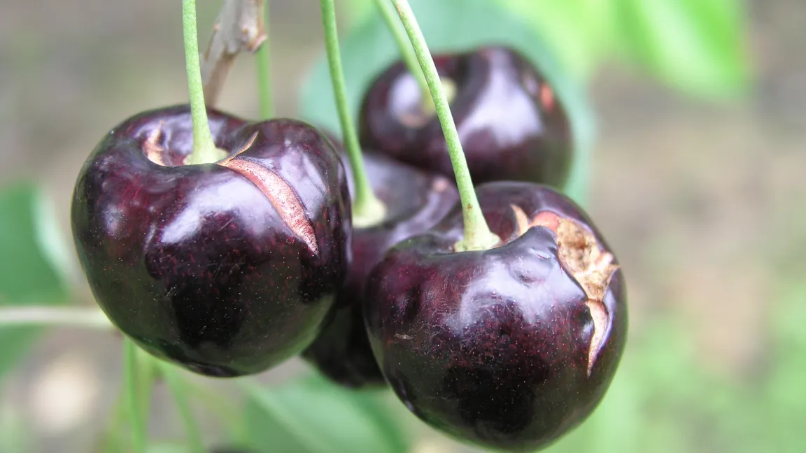 Besonders in Süddeutschland sind durch die feucht-schwüle Witterung und hohe Niederschlagsmengen viele reife Süßkirschen geplatzt und konnten nicht mehr vermarktet werden. Foto: Obstbauseite Mainfranken