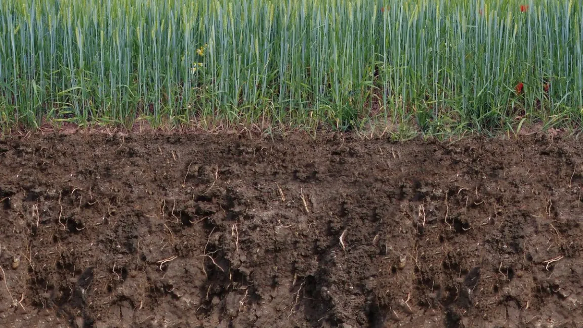 Die Mikrobiota im Wurzelraum von Pflanzen (hier: Gerste) lassen sich jetzt schneller und einfacher bestimmen. Foto: Stefan Werner / Pixabay