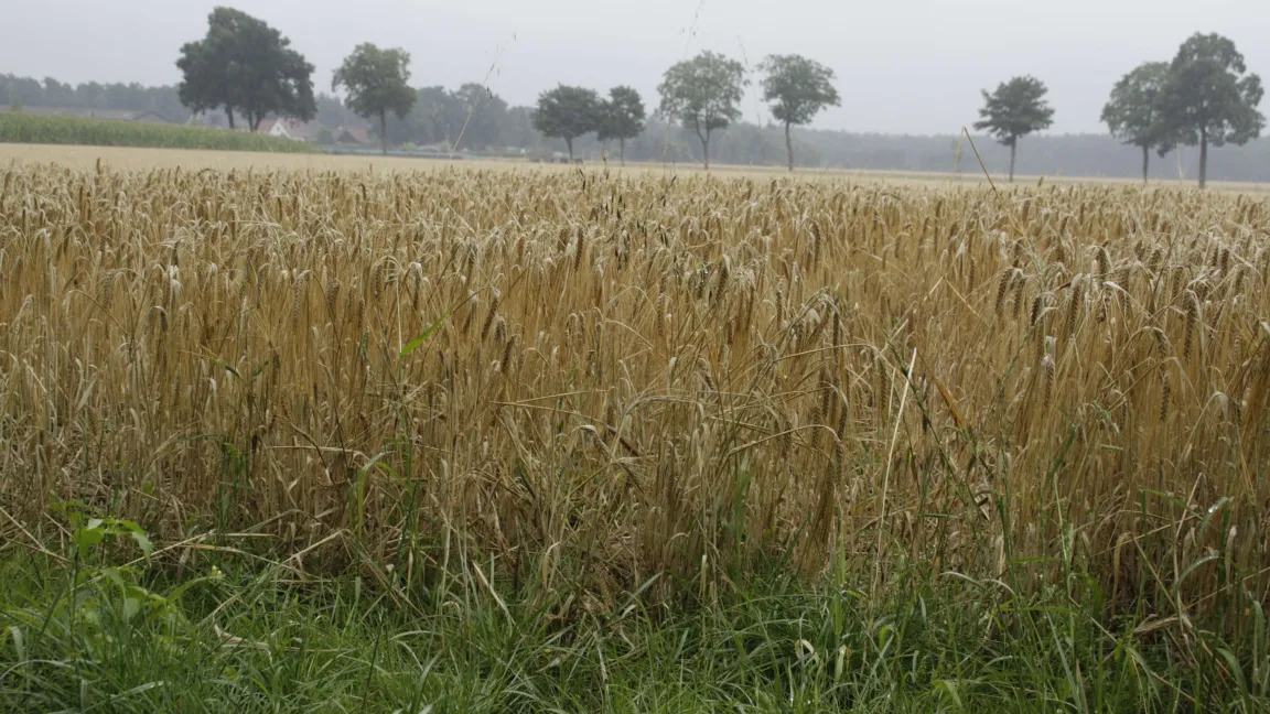 Gerste kann sich Trockenheit gut merken, sie besitzt eine Art Trocken-Gedächtnis. Foto: Angelika Sontheimer