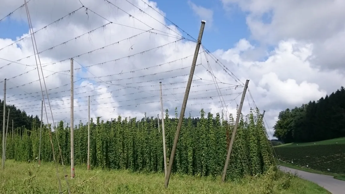 Der Hopfen erreicht etwa 70 Tage nach dem Anleiten an Drähte die Gerüsthöhe von 7 Metern. Foto: Matthias Wiedenau