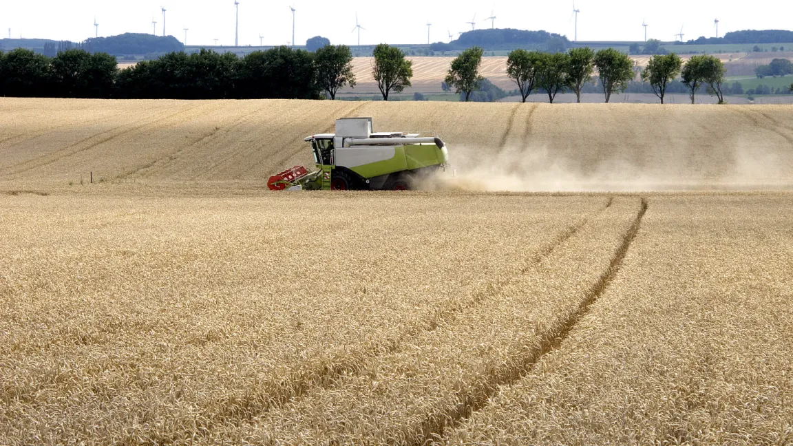 Nur wenn das Getreide gesund bleibt, richtig gedüngt wird und auch noch das Wetter mitspielt, sind gute Ernten möglich. Foto: adpic