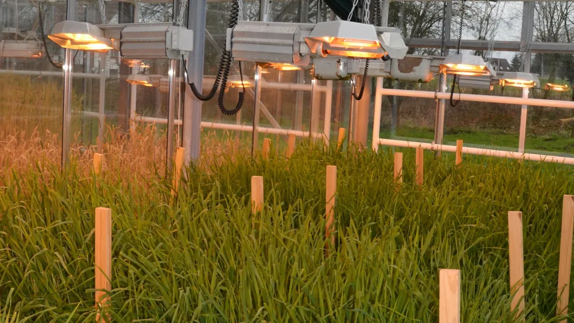 Zwischengenerationen werden im Gewächshaus angebaut. Das spart Zeit in der Züchtung neuer Sorten. Foto: Secobra Saatzucht GmbH