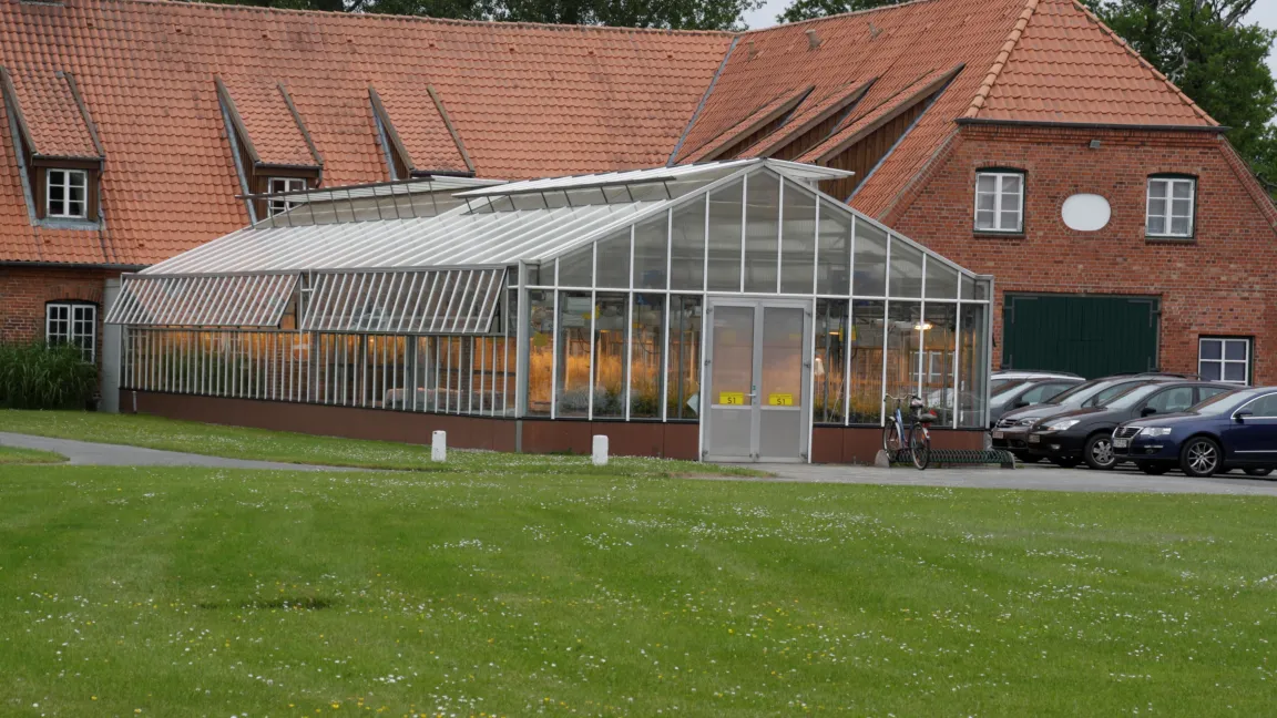 Mit dem PLANT 2030 Projekt "Pre-Breed Yield": Zielgerichtete Züchtung zur Ertragssteigerung bei Raps" zeichneten die Forscher ein Abbild der genetischen Vielfalt des Rapses. Foto: Angelika Sontheimer