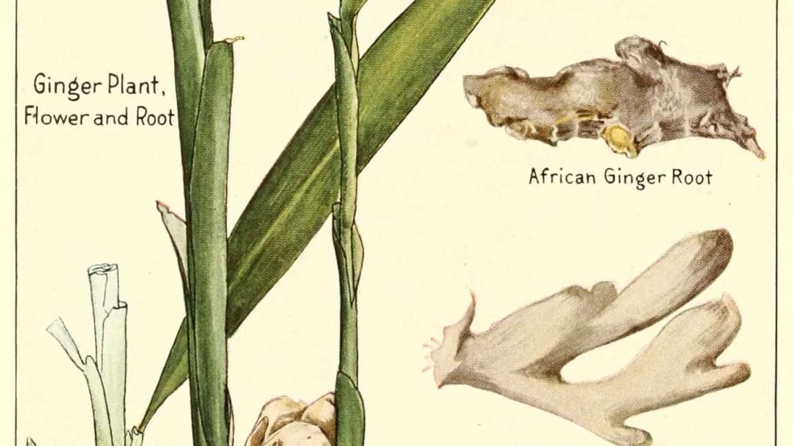 Botanische Illustration der Ingwerpflanze. Foto: Wikimedia