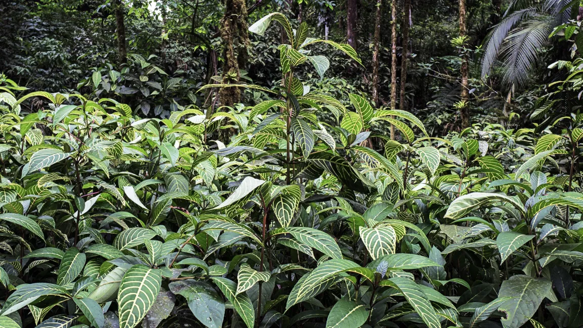 Aber beheimatet ist es in den lichten Wäldern Brasiliens. Foto: istock