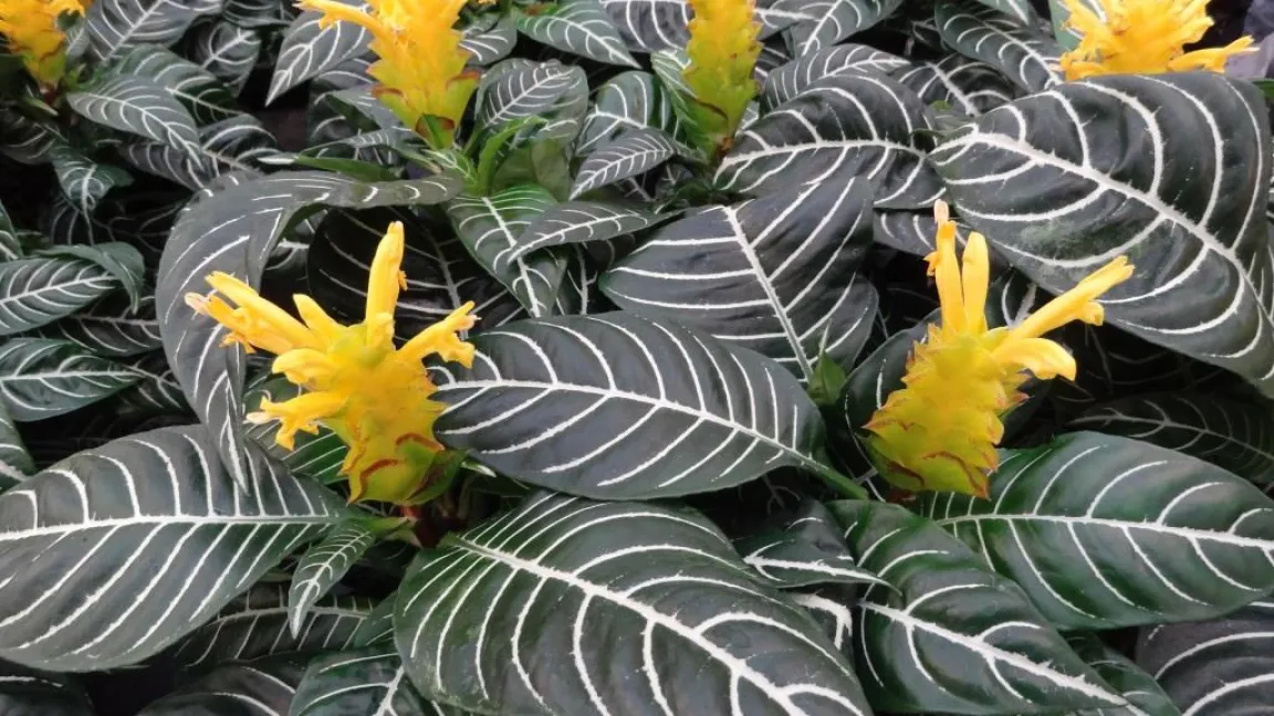 Das Glanzkölbchen besticht auch durch seine dekorativen Blätter. Foto: Klaus Margraf