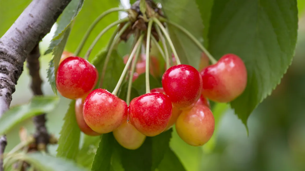 Einige Glaskirschen-Sorten haben eine gelbe Grundfarbe mit roter Deckung. Foto: istock