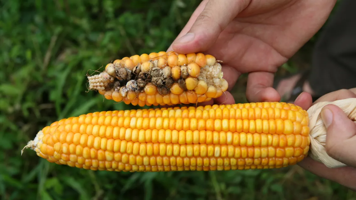 Mit Gentechnik gegen den Maiszünsler. Foto: CropLife International