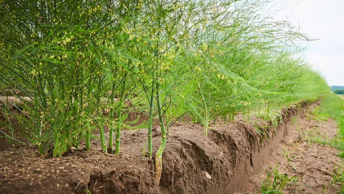 Kontrastprogramm: Nach der Ernte wird die Folie von den Dämmen geholt und die Spargelpflanzen treiben aus. Ihre Blüten sind dann eine wertvolle Insektenweide. Foto: GMH
