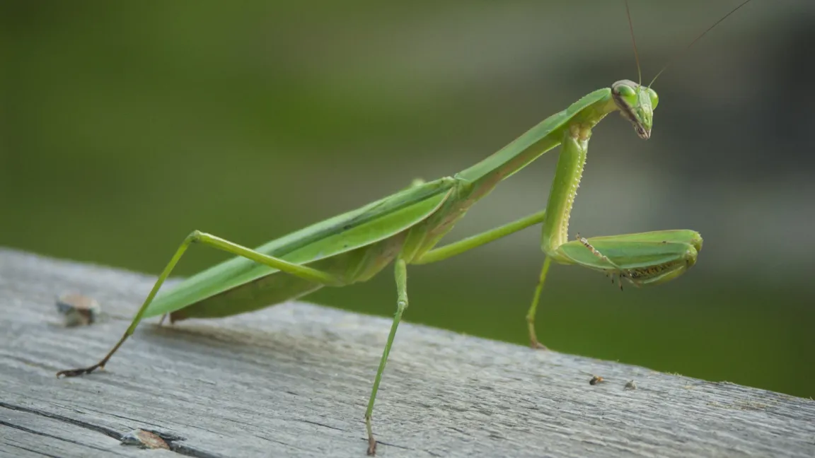 Von interessantem Aussehen ist das Insekt des Jahres 2017 - die Europäische Gottesanbeterin (Mantis religiosa). Foto: Fotolia