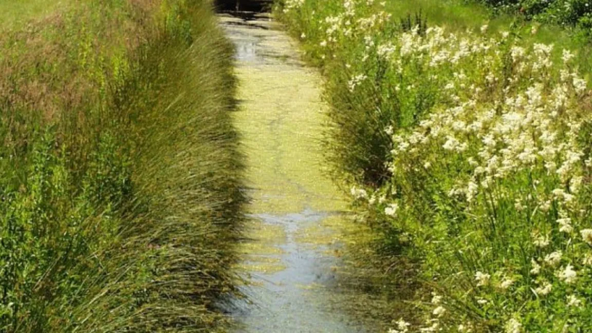 Die historische Grabenstruktur in der Kulturlandschaft Altes Land birgt einige Herausforderungen im Pflanzenschutz. Foto: Jens Stechmann