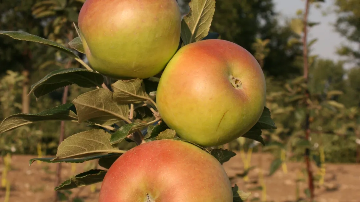Grahams Jubiläumsapfel in der DGO-Sammlung am ZGT. Foto: Dr. Schlegel, ZGT Ditfurt