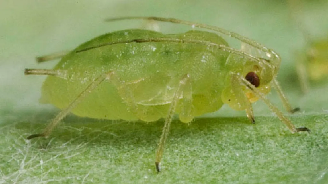 Ein Hauptüberträger der Viruskrankheit ist die Grüne Pfirsichblattlaus (Mycus persicae). Deren Ausgangspopulationen sind nach milden Wintern höher als nach strengen Wintern. Foto: Bayer CropScience