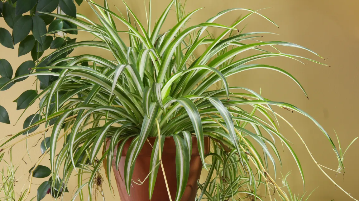 Die Grünlilie ist eine weit verbreitete "Lufterfrischer-Pflanze". Foto: Fotolia