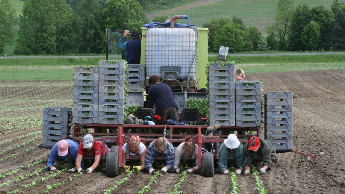 Die Salatpflanzung ist Handarbeit. Foto: agrar-press