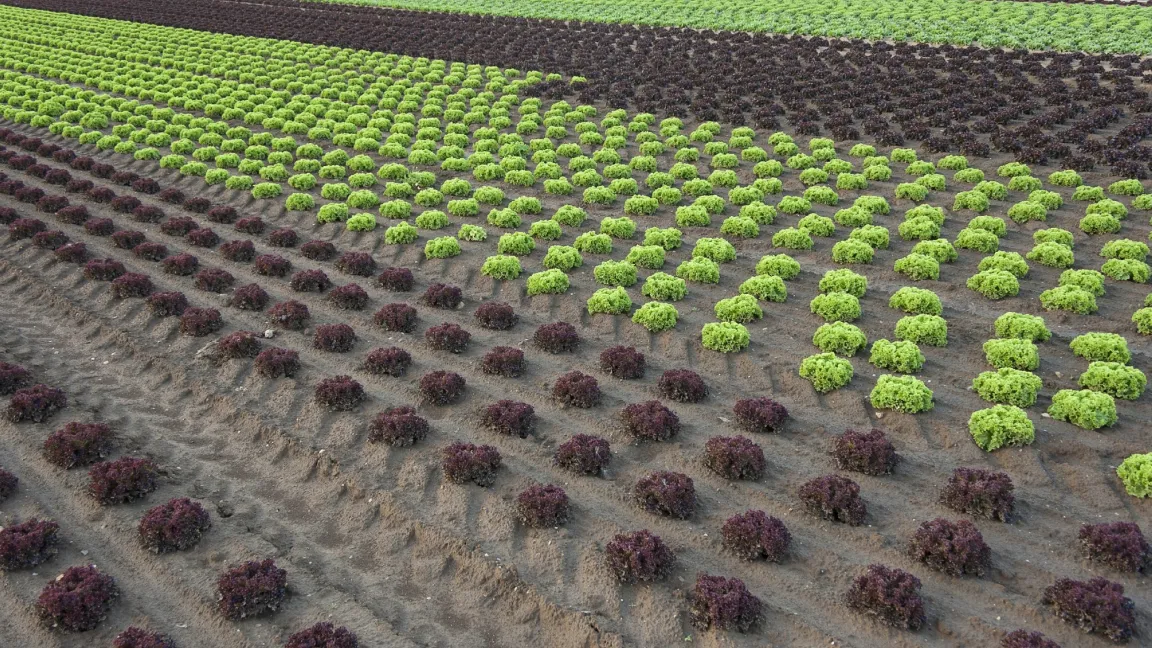 Hier wächst Lollo rosso direkt neben Lollo bionda. Foto: agrar-press