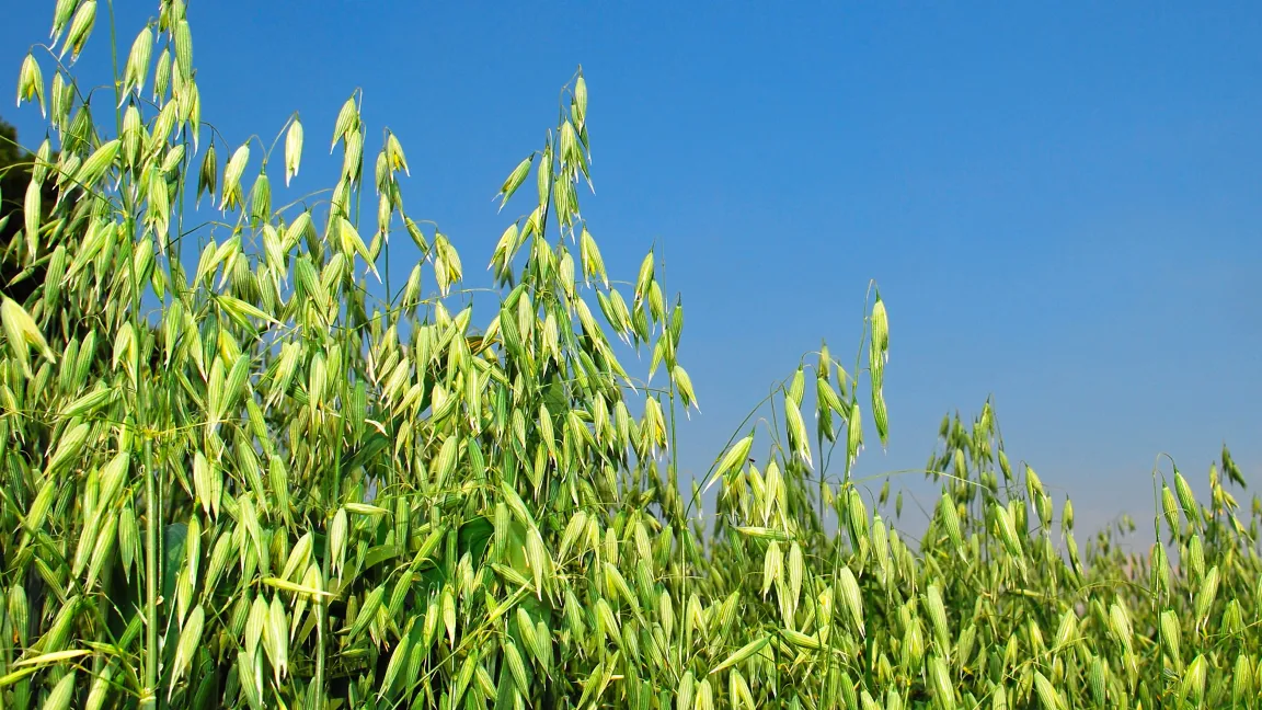 Der Hafer bildet seine Körner nicht in Ähren, sondern in Rispen. Foto: Fotolia