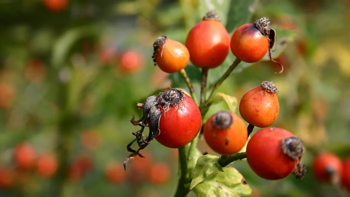Ab September trägt die Hundsrose die roten Hagebutten, die botanisch gesehen Sammelnussfrüchte sind. Sie enthalten viel Vitamin C. Foto: adpic