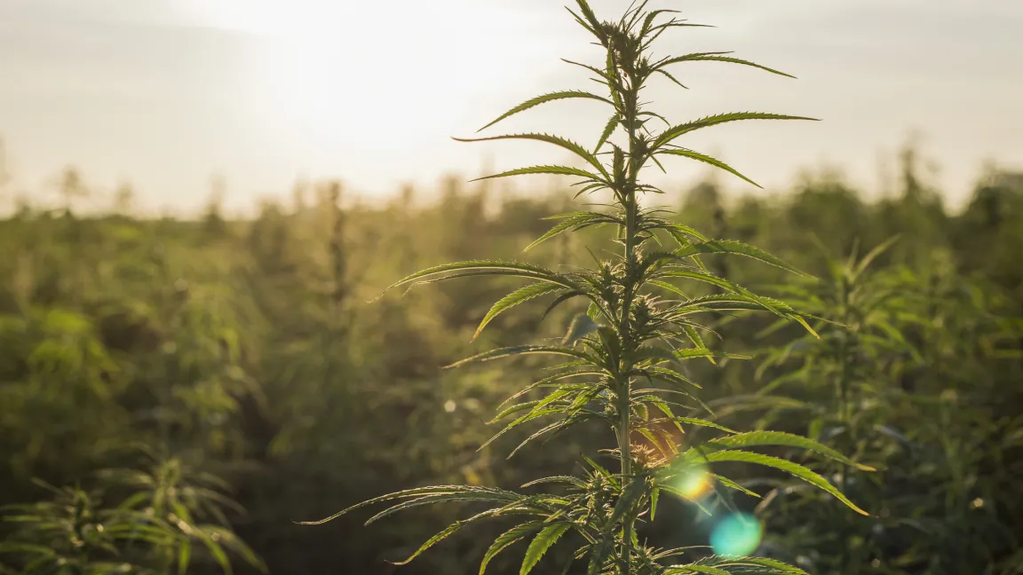 Hanfanbau ist in Deutschland nur unter strengen Auflagen erlaubt. Foto: iStock