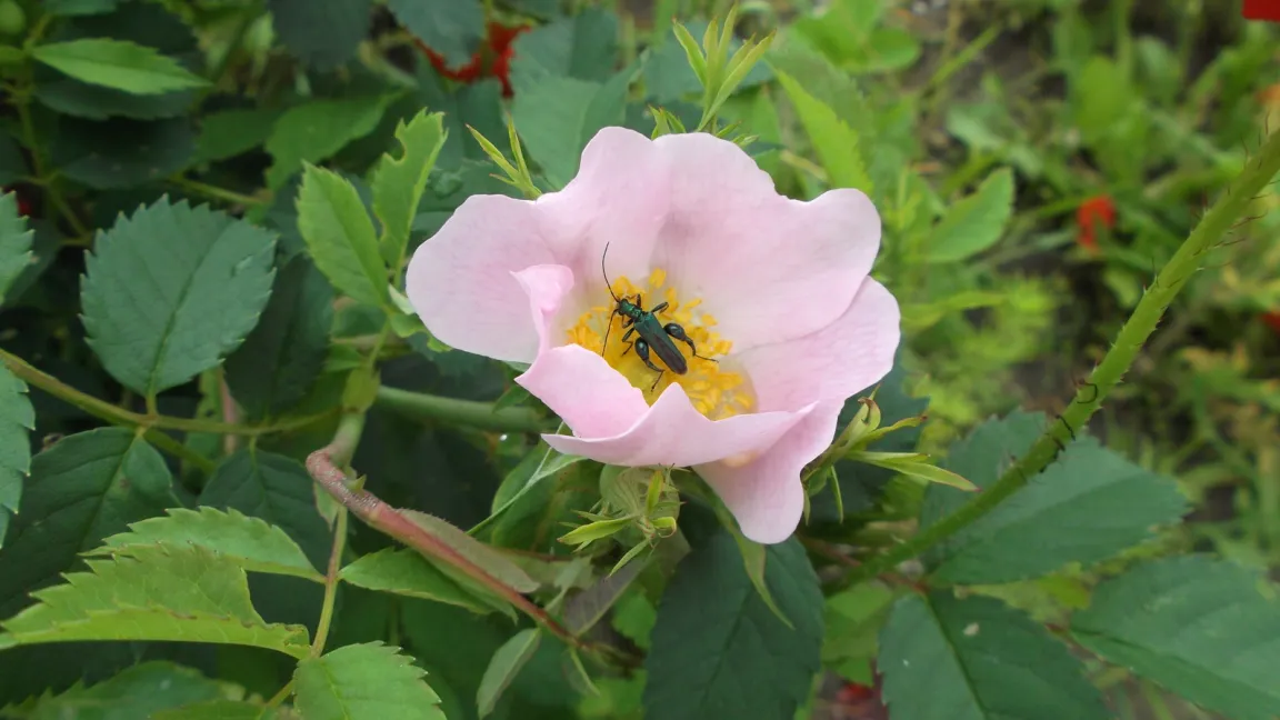 Die weißen und rosafarbenen Blüten der Hundsrose verströmen einen zarten Rosenduft und bieten vielen Insekten Nahrung. Foto: Fotolia