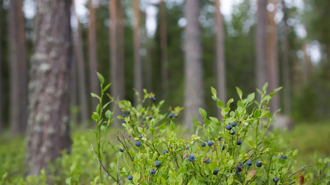 Heidelbeeren mögen den Halbschatten in den Kiefernwäldern Norddeutschlands oder in den Gebirgs-Fichtenwäldern Süddeutschlands. Foto: istock