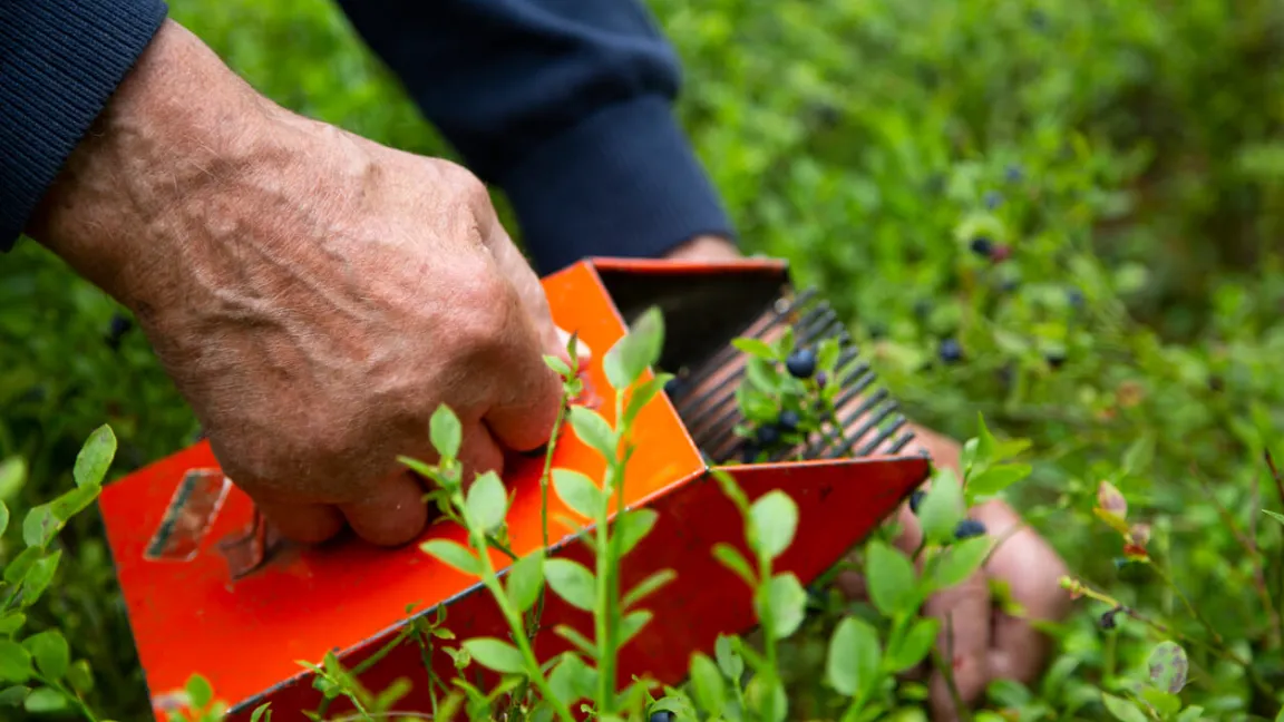 Waldheidelbeeren sind aromatischer als Kulturheidelbeeren und werden meist mit einem Beerenkamm geerntet. Foto: istock