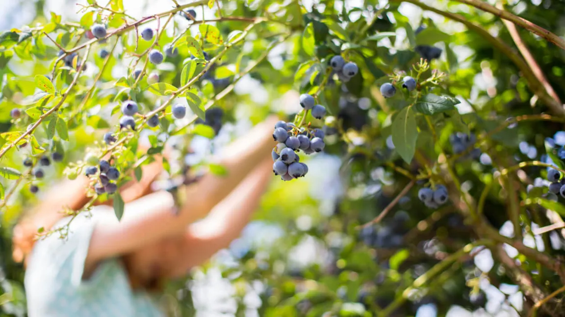 Kulturheidelbeeren werden in Handarbeit gepflückt, meistens von Saisonarbeitskräften oder sie werden zum Selbstpflücken angeboten. Foto: istock