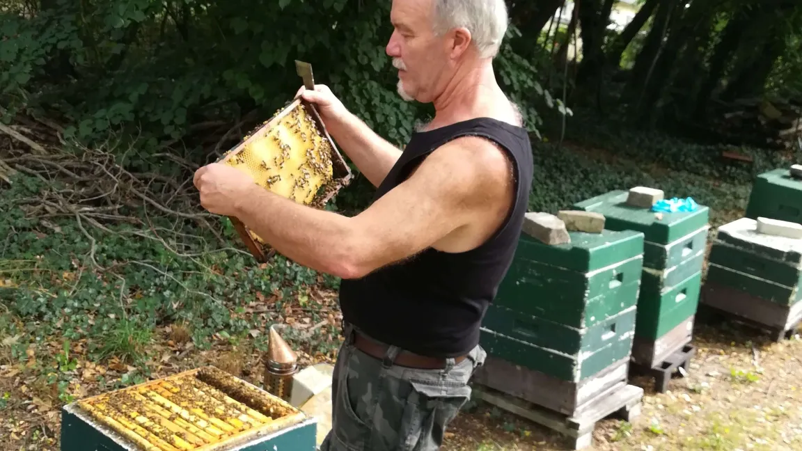 Heraussuchen von Drohnenbrut. Foto: Fred Zautke / LIB