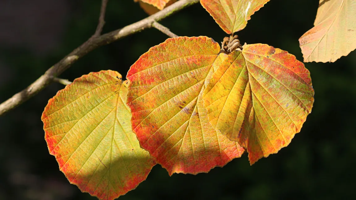 Auch das Laub der Zaubernuss ist eine Augenweide. Es schimmert im Herbst gelb, orange, bis leuchtend rot. Foto: Fotolia