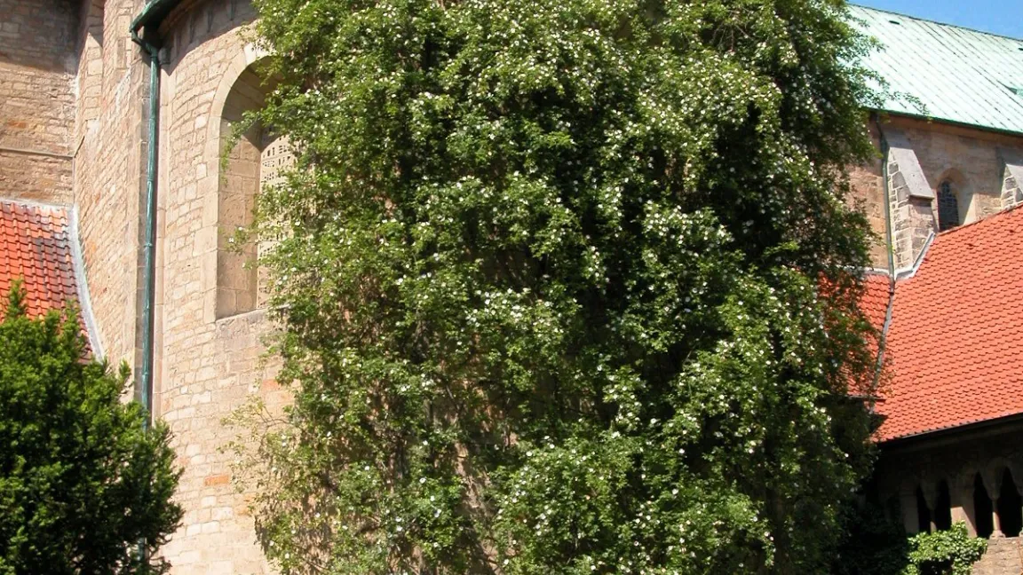 Auf ein Alter von etwa 700 Jahren wird der "Tausendjährige Rosenstock in Hildesheim" am Hildesheimer Mariendom geschätzt. Foto: Bischöfliche Pressestelle Hildesheim