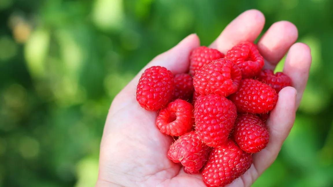 Gesunde und leckere Früchtchen: Himbeeren. Foto: Fotolia
