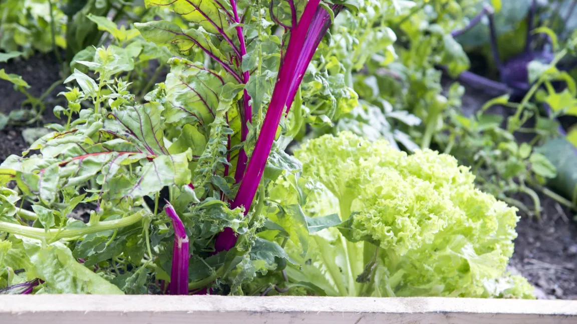 In einem Hochbeet gedeiht Gemüse prächtig. Foto: AdobeStock