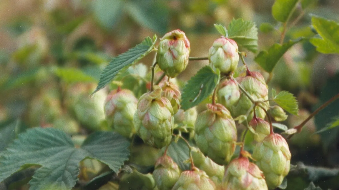 Weibliche Blütenstände des wilden Hopfens. Foto: Robert Emmerich / Universität Würzburg