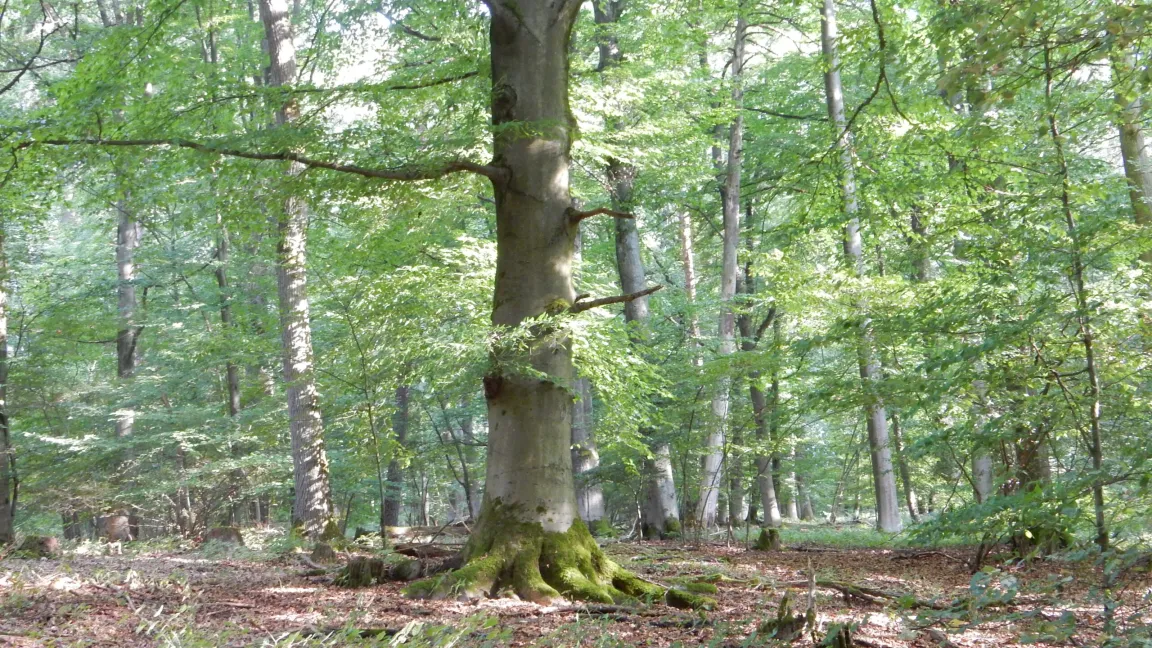 Die Rotbuche ist Baum des Jahres 2022. Foto: Hubertus Schwarzentraub/Baum des Jahres - Dr. Silvius Wodarz Stiftung