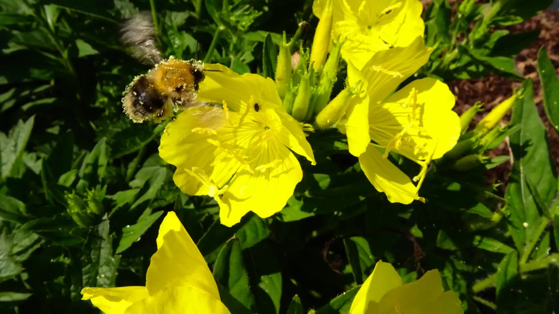 Israelische Wissenschaftler testeten die Geräusche von Bienen und Faltern an mehr als 650 Nachtkerzenpflanzen. Foto: istock