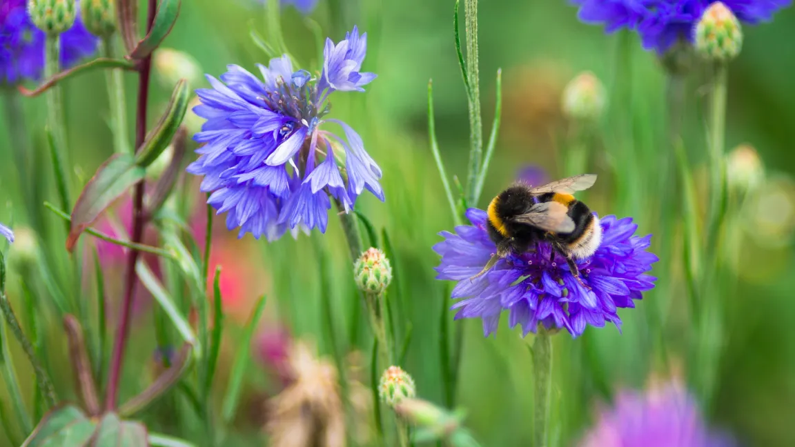 Blaue und lila Blüten sind attraktiv für Hummeln. Foto: istock